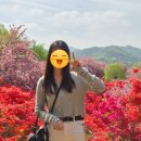 완산-13 | 전주 완산칠봉꽃동산 겹벚꽃 명소 실시간 주차(4월 23일)