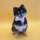 이든반려견 문화센터 이미지