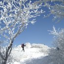 2월1주산행(설악산.지리산.태백산눈꽃축제.덕유산.계방산.선자령)금요.토요무박.토요.일요당일 이미지