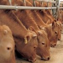 연일축산 이미지