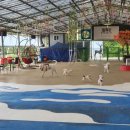 월드애견 이미지