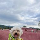 진전면898 | 핑크뮬리 애견동반 여행 강아지와 갈만한 곳