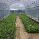 형제농원 이미지