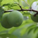 신태양농장 이미지