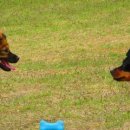 개린이날 이미지