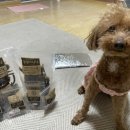 댕댕이냥냥 이미지