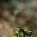 들꽃풍경 이미지