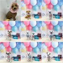 멍뭉이발소 이미지