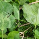 한잎클로버 이미지