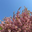 세븐일레븐용인지산타운점 | 용인 겹벚꽃 만개한 은성사 (방문일 25.04.26) 주차장 위치