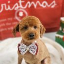 더 펫 애견샵 이미지