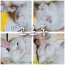 흥이많은농부 | 고양이 캣닢 스프레이 광란의 파뤼타임 고로롱