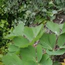 제주통큰장어 이미지