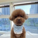 복실이네애견미용실 이미지