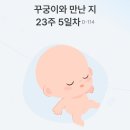 성은중기 | 임신 23주차 증상 및 기록｜태아 크기, 몸무게, 태동, 청각 발달 정도