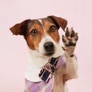 도그어스 플래닛 이미지