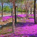 은어테마공원 주차장 이미지