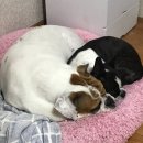 모오 | 부산대학교병원 임신중독증으로 입원한 장기 입원 후기 + 응급 제왕으로 35주만에 출산