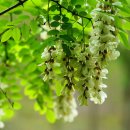 금병산 누리길 이미지