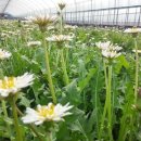 민들레유통 이미지