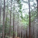 동물치유쉼터 | 고흥 가볼만한곳 팔영산 자연휴양림 편백나무 숲 등산코스 치유의숲
