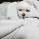 댕댕포유 이미지