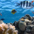 MTA 위브태권도 | [채색 이미지 입체 영상 변환 솔루션] MTA위브태권도