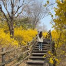 소3-26 | 지금 안 가면 끝 🌼 응봉산 개나리 축제 방문 꿀팁까지 (3/26일 실시간후기)