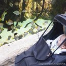 이준열대어 이미지