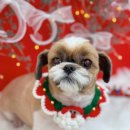 하이몽 애견미용실 이미지