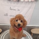 초롱이 애견 미용샵 이미지