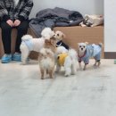 포근멍 애견 유치원 이미지
