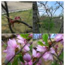 꽃살구나무 와 옥매화 그리고 만첩홍매화..... 이미지