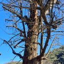 동촌1리 | 영주 소수서원에는 선비의 정신과 비극이 함께 서려 있다.