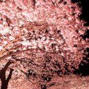 안경창고싸군 이미지