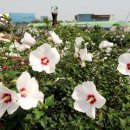 무궁화집 이미지