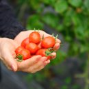 김성엽농장 이미지