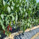 코스모스민박 이미지