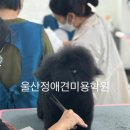 애견미용 이미지