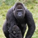 고릴라 이미지