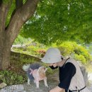 나라애견 이미지