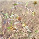 숲놀이 지도사 이미지