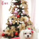 강아지를 부탁해 이미지