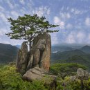 소나무풍경 - 김포시 | 소나무풍경