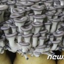 한국버섯농산