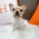 오독안심분양센터 강아지분양 고양이분양 목동점 이미지