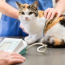 더봄동물병원 이미지