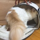 동물택시 | 고양이 이동장 추천 내돈내산 택시타고 동물병원 갈때 편리한 댕트
