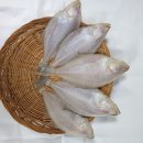 해동수산 네이버블로그