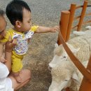 대관령 아기동물농장 이미지